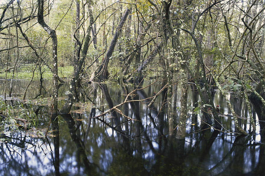 Cypress Swamp, Everglades Photograph by Gary Retherford