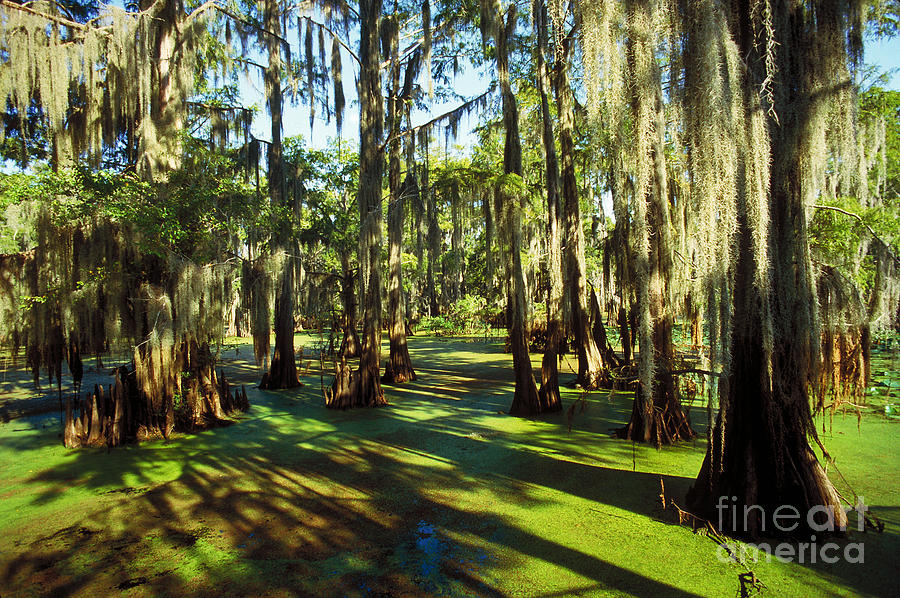 Cypress Swamp Photograph by Gregory G. Dimijian