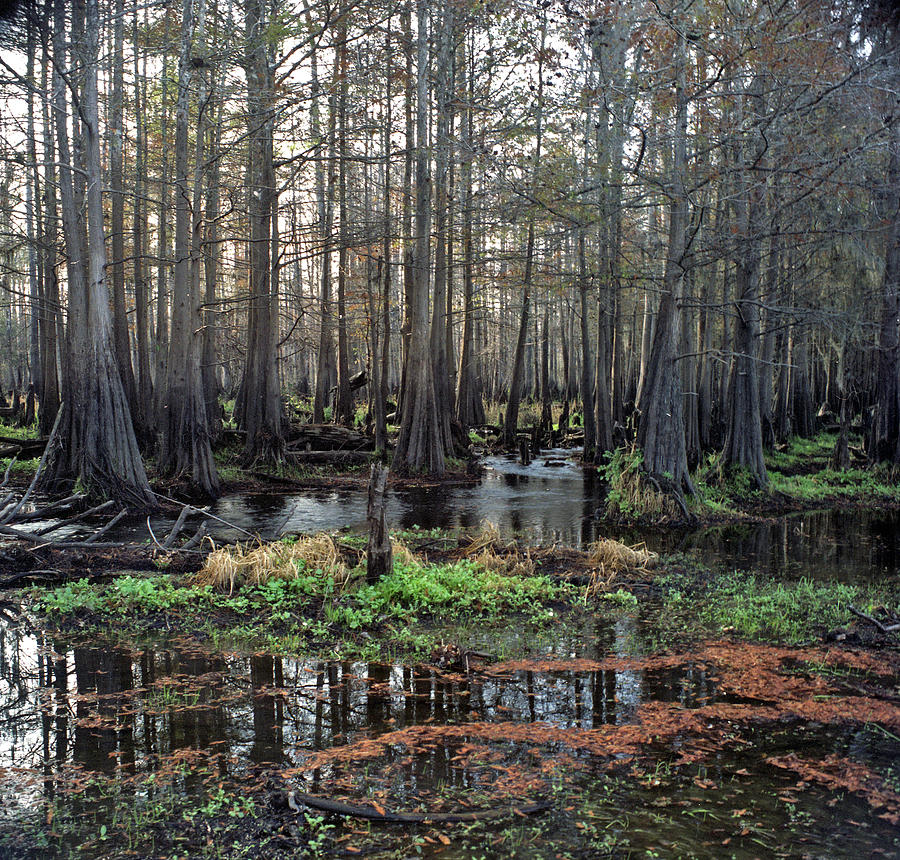 Cypress Swamp I. Jane Green Creek. Photograph by Chris  Kusik