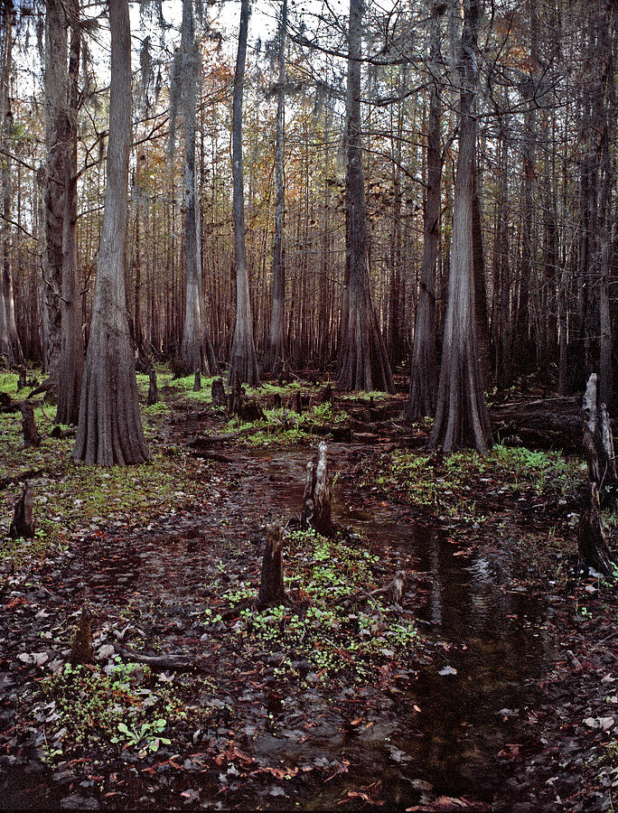 Cypress Swamp II. Jane Green Creek. Photograph by Chris  Kusik