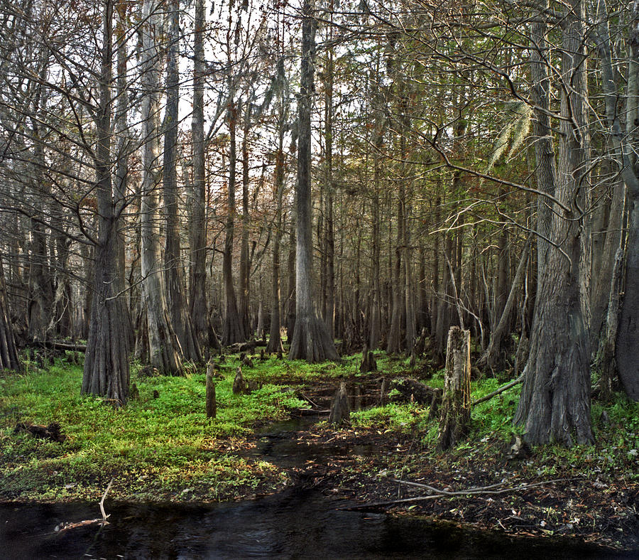 Cypress Swamp III. Jane Green Creek. Photograph by Chris  Kusik