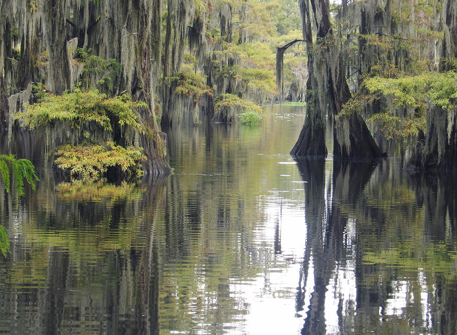 Cypress Swamp Photograph by Kathryn8