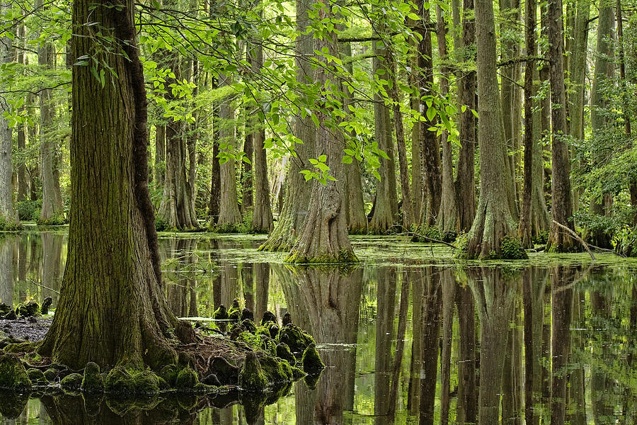 Cypress Swamp Photograph by Michelle Tinger