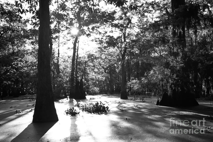 Cypress Swamp Morning Photograph by Thomas R Fletcher