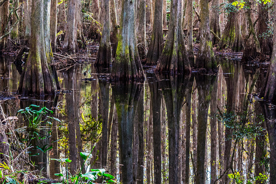 Cypress Swamp Reflections Photograph by Kathy Liebrum Bailey - Fine Art ...