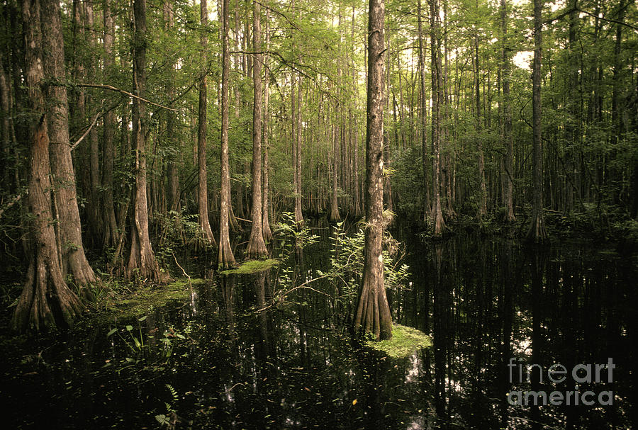 Cypress Swamp Photograph by Ron Sanford