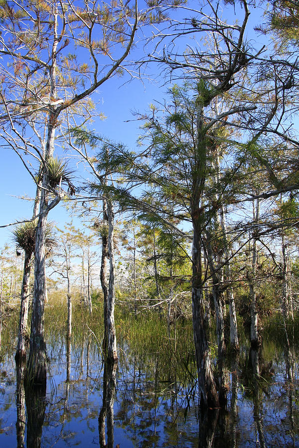 Cypress Swamp Photograph by Rudy Umans