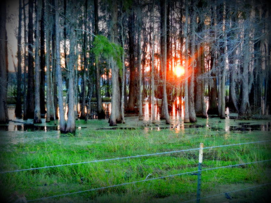 Cypress Swamp Sunset Photograph by David Brown - Fine Art America