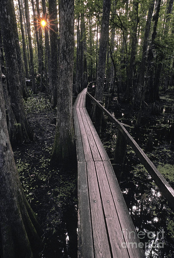 Cypress Swamp Trail Photograph by Ron Sanford