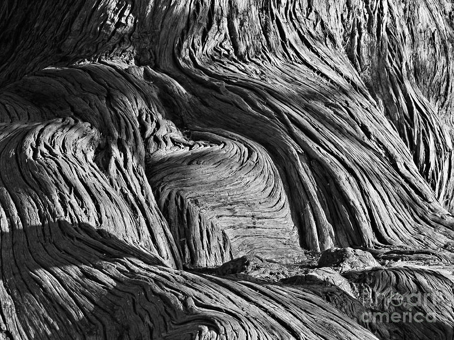 Cypress Tree Abstract Photograph
