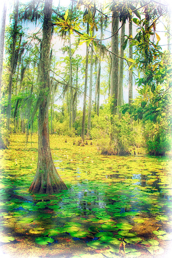 Cypress Tree and Water Lilies Painting by Dan Carmichael