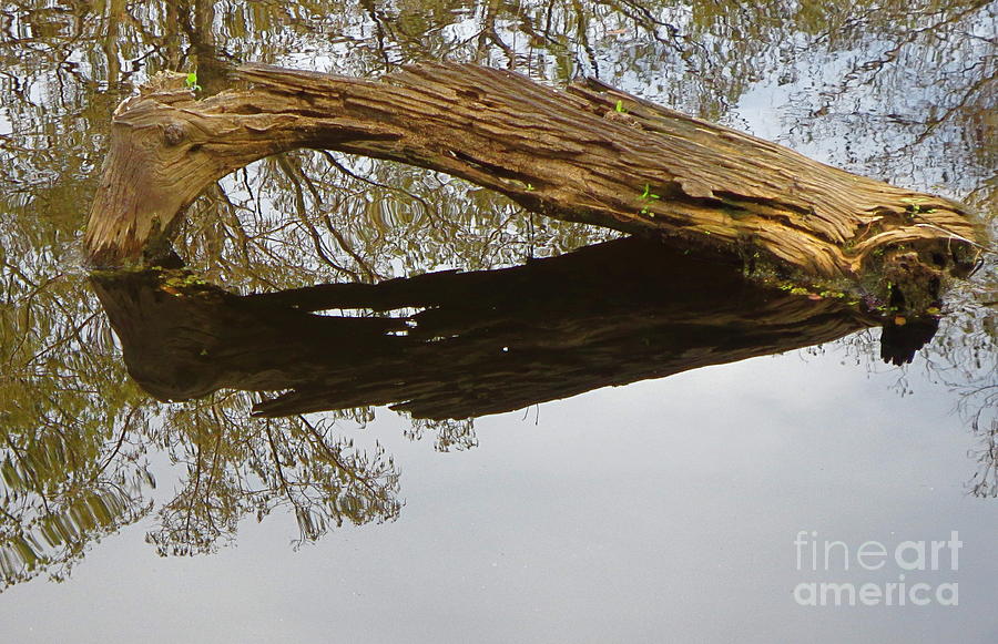 Cypress Tree Branch reflecting in lake at the 6 Mile Cypress Slough Preserve in Lee County Florida. Photograph by Robert Birkenes