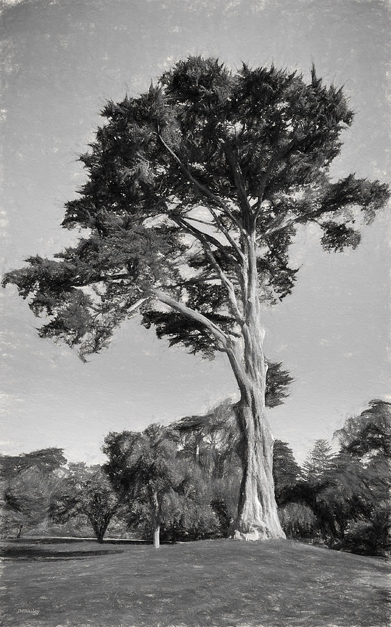 Cypress Tree in Golden Gate Park Black and White Photograph by John M Bailey