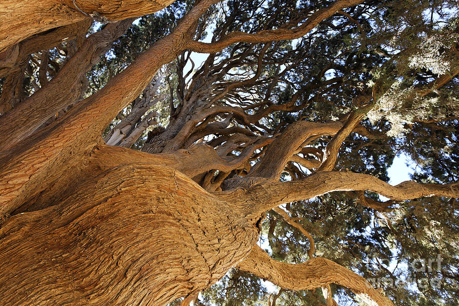 Cypress tree in Iran Photograph by Robert Preston