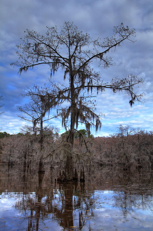 Cypress Tree Photograph by Jonathan Davison