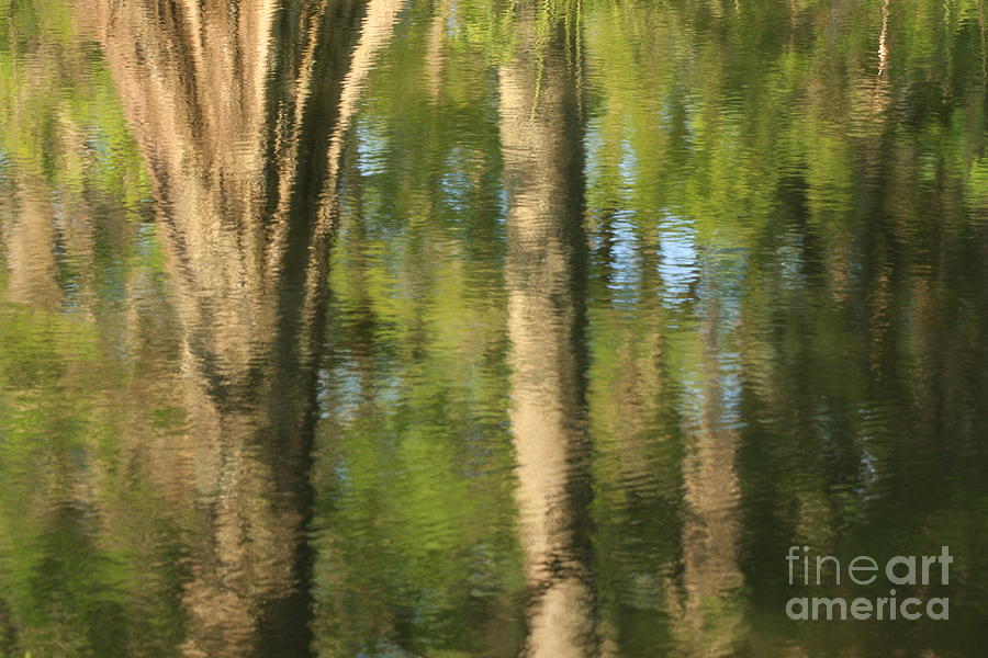 Abstract Photograph - Cypress Tree by Kelly Morvant