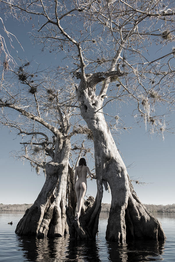 Cypress Tree Nude Woman Photograph by Steve Williams