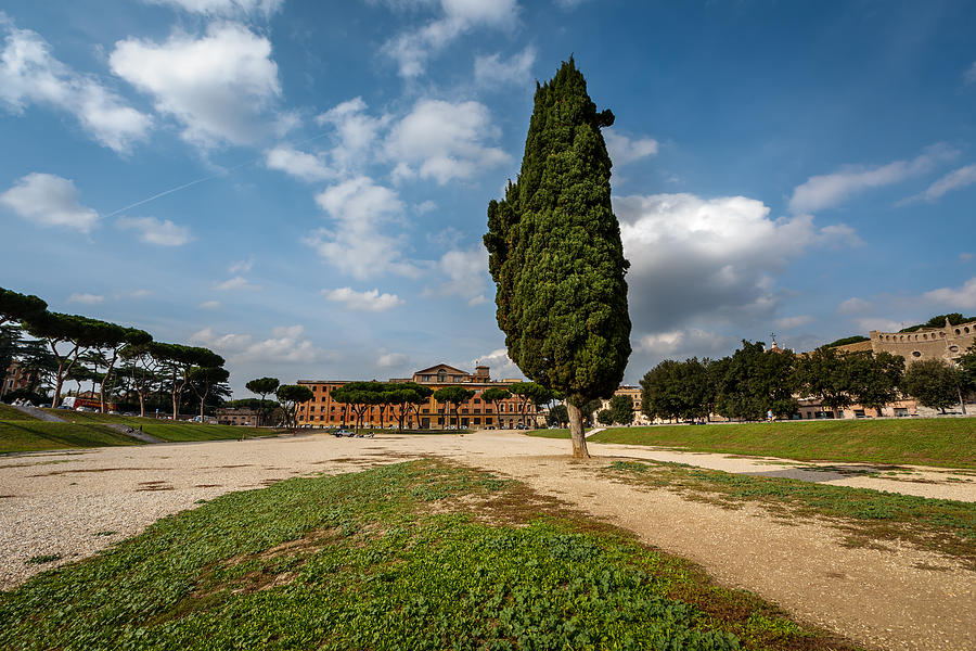 Cypress Tree on Circus Maximus Ancient Roman Stadium Photograph by ...