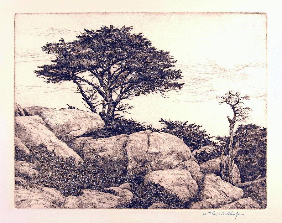 Cypress Tree Drawing by Tom Wooldridge