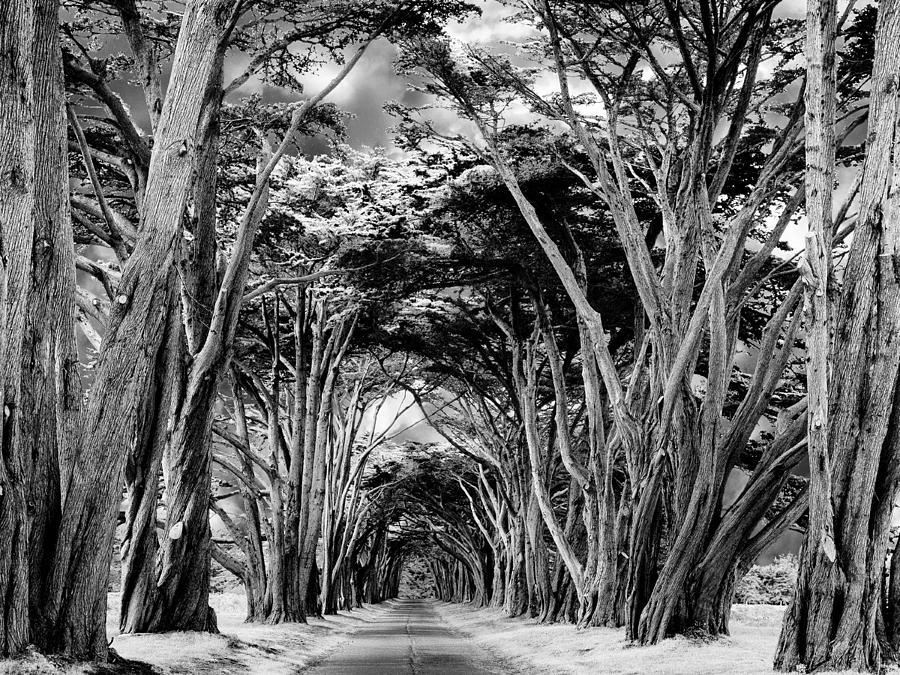 Cypress Tree Tunnel Point Reyes Photograph by Dominic Piperata
