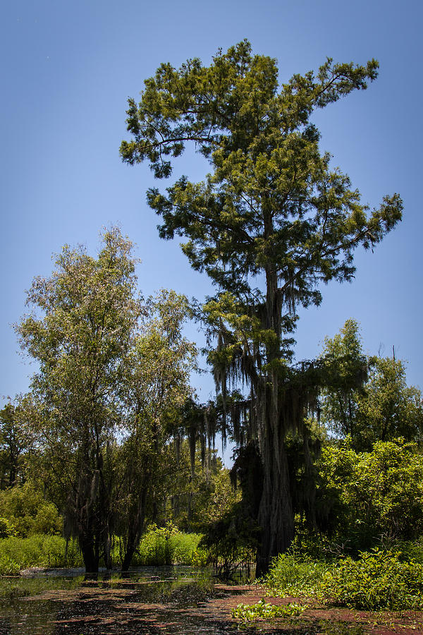 Cypress Tree with Moss Photograph by Gregory Daley  MPSA