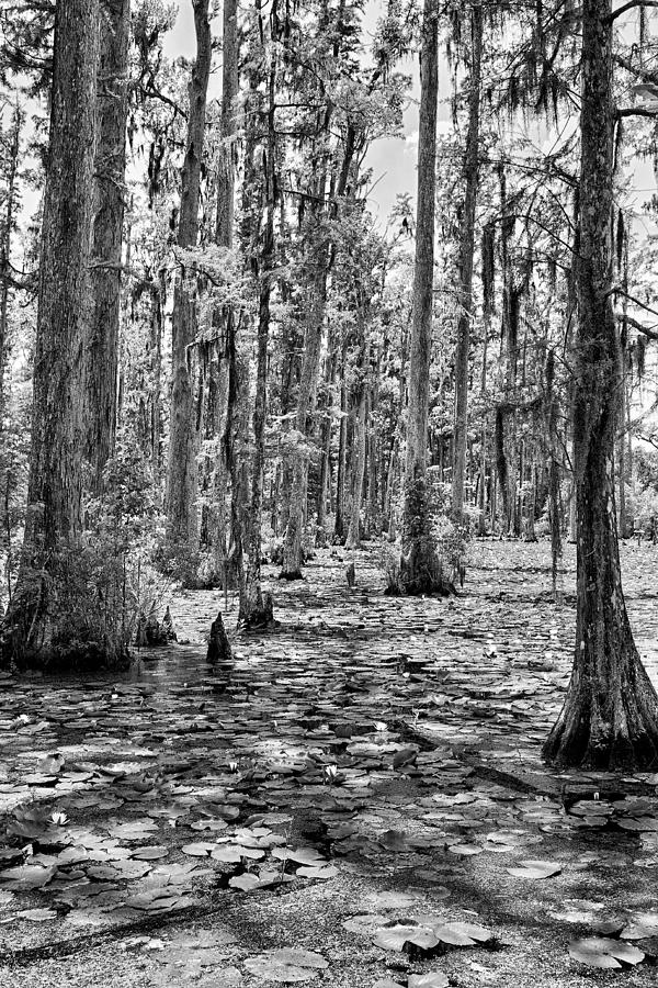 Cypress Trees and Water Lilies BW Photograph by Dan Carmichael