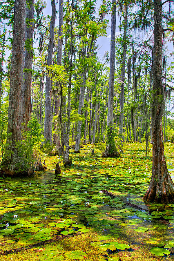Cypress Trees and Water Lilies Photograph by Dan Carmichael