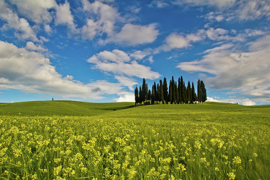 Cypress Trees And Wildflowers Photograph by Ncs1984