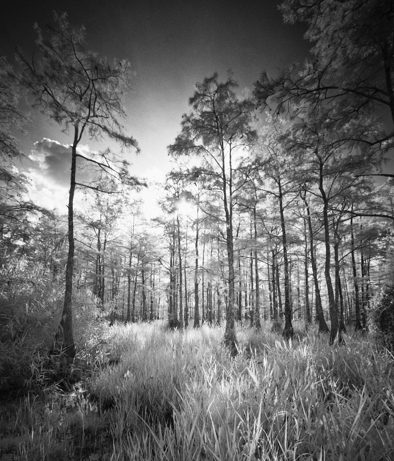 Cypress Trees In Big Cypress Photograph