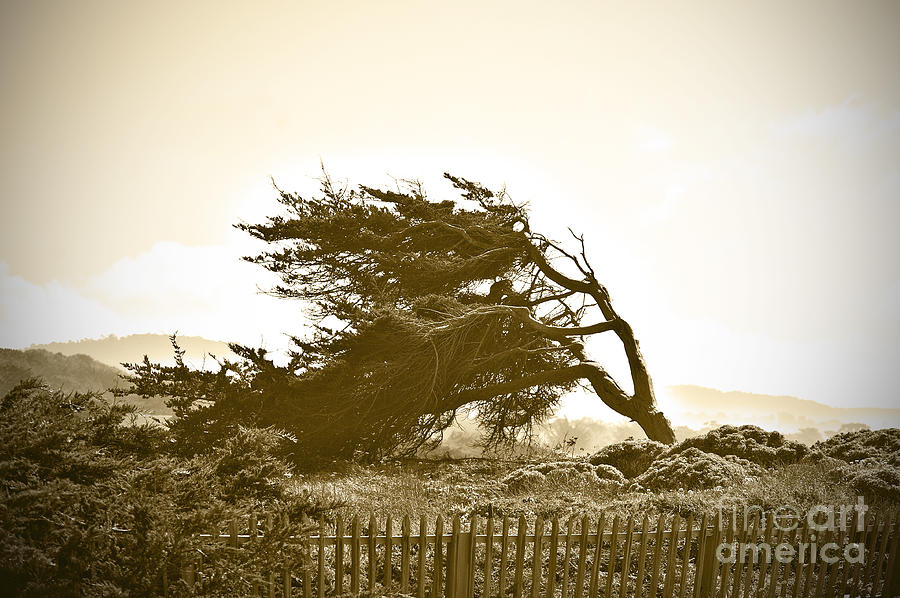 Cypress Trees in Monterey Photograph by Artist and Photographer Laura Wrede