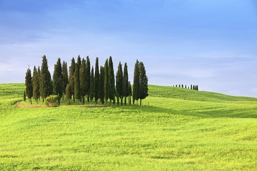 Cypress Trees In Tuscany In Spring Photograph by Ursula Alter