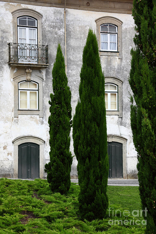 Mediterranean Cypress Trees and Windows Portugal Photograph by James Brunker