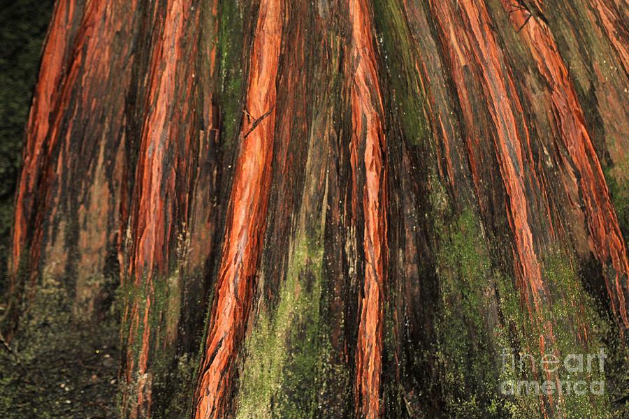 Nature Photograph - Cypress Up Close by Karen Wagner