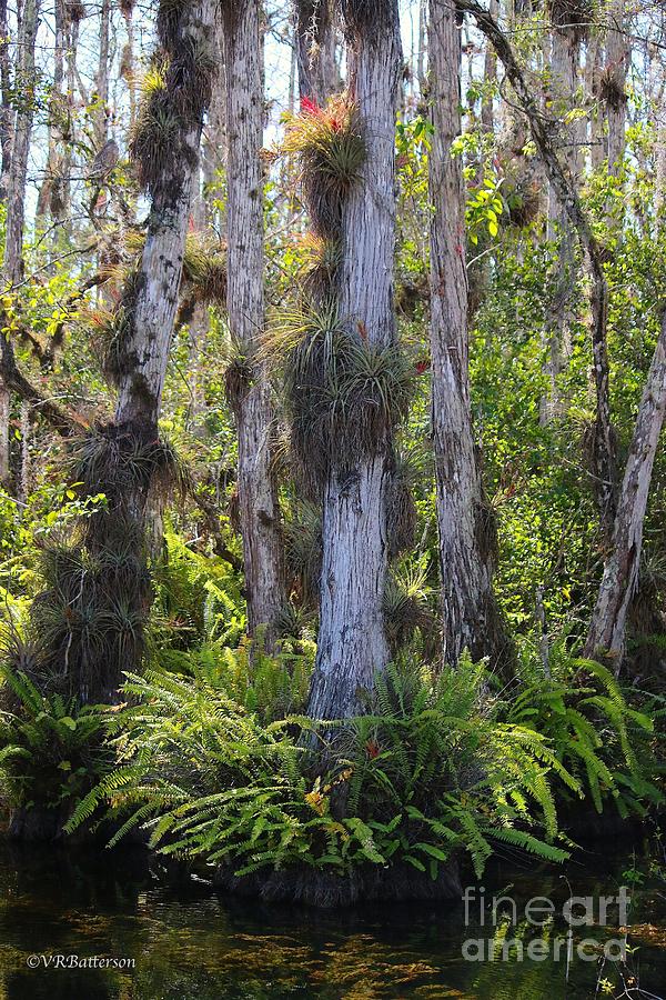 Cypress Photograph by Veronica Batterson