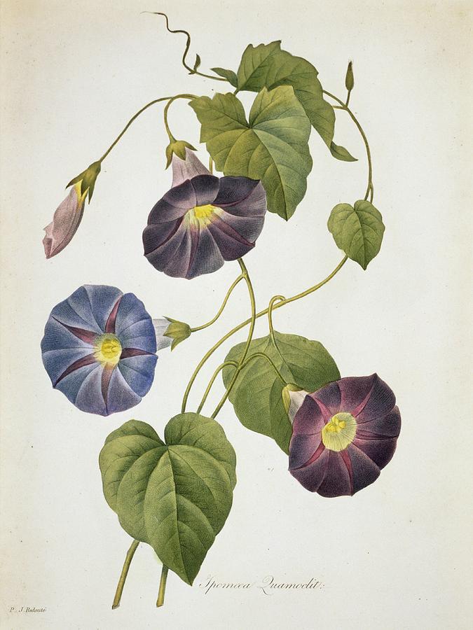 Cypress Vine Ipomoea Quamoclit Photograph by Natural History Museum, London/science Photo Library