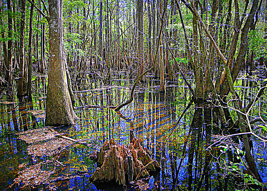 Cypress Woods an Water Photograph by Sheri McLeroy