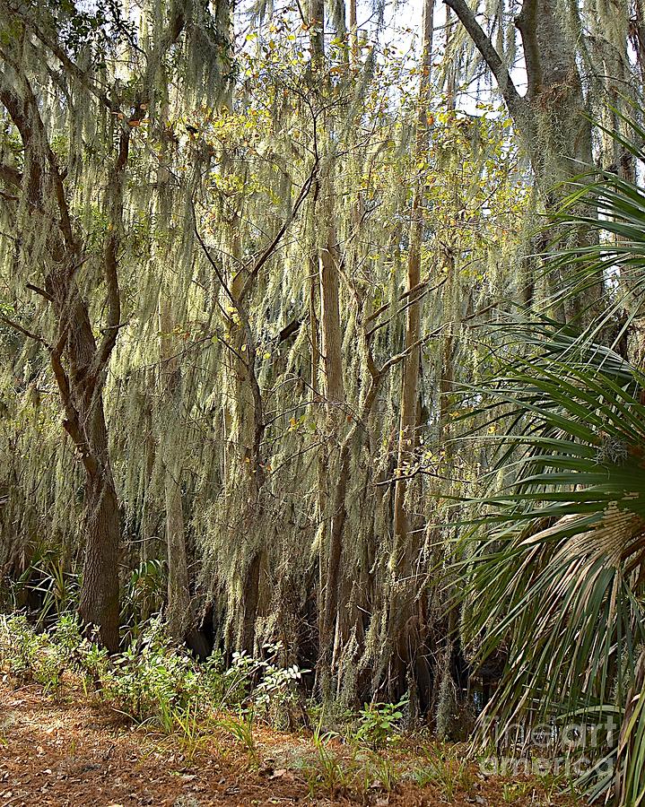 Cypress Woods Photograph by Carol  Bradley