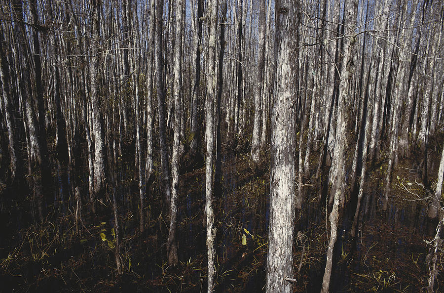 Cypresses In Corkscrew Swamp Photograph by John W. Bova