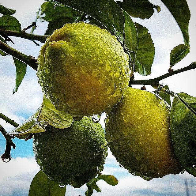 Lemon Photograph - #cypriot #winter #produce #aftertherain by Mario Koureas