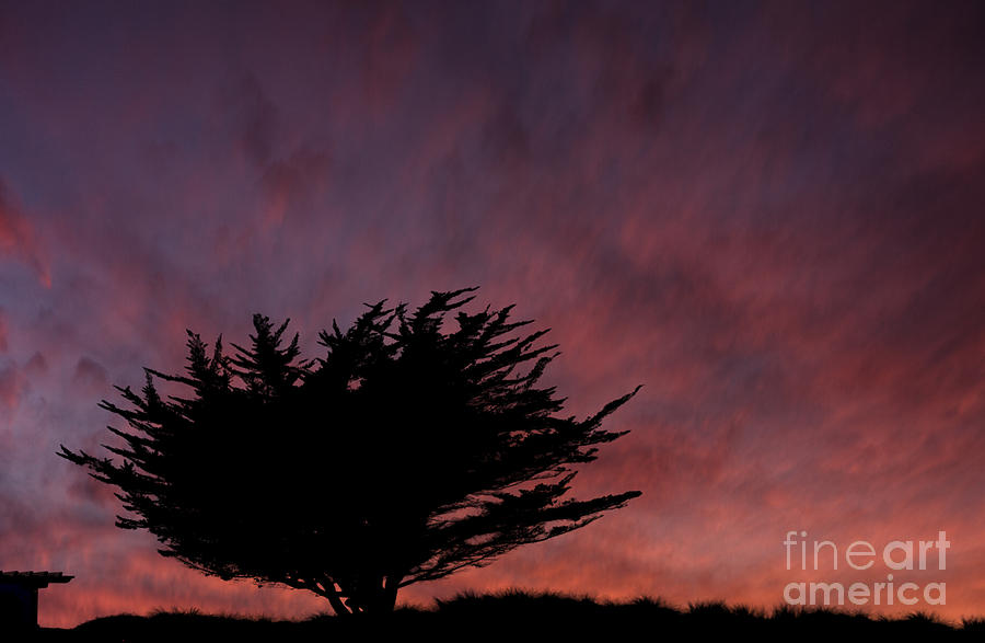 Cyprus tree at sunset Photograph by Dan Friend