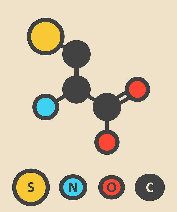 Cysteine Amino Acid Molecule Photograph by Molekuul