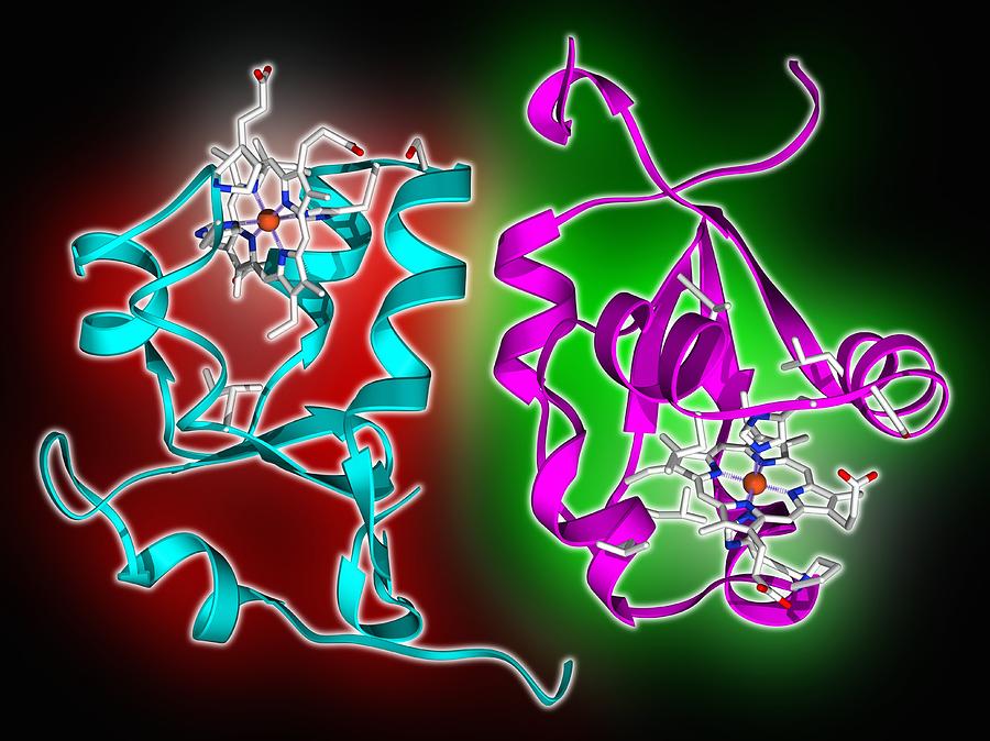 Cytochrome B5 Molecules Photograph By Science Photo Library - Fine Art ...