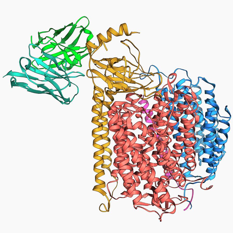 Cytochrome C Oxidase And Antibody by Laguna Design/science Photo Library