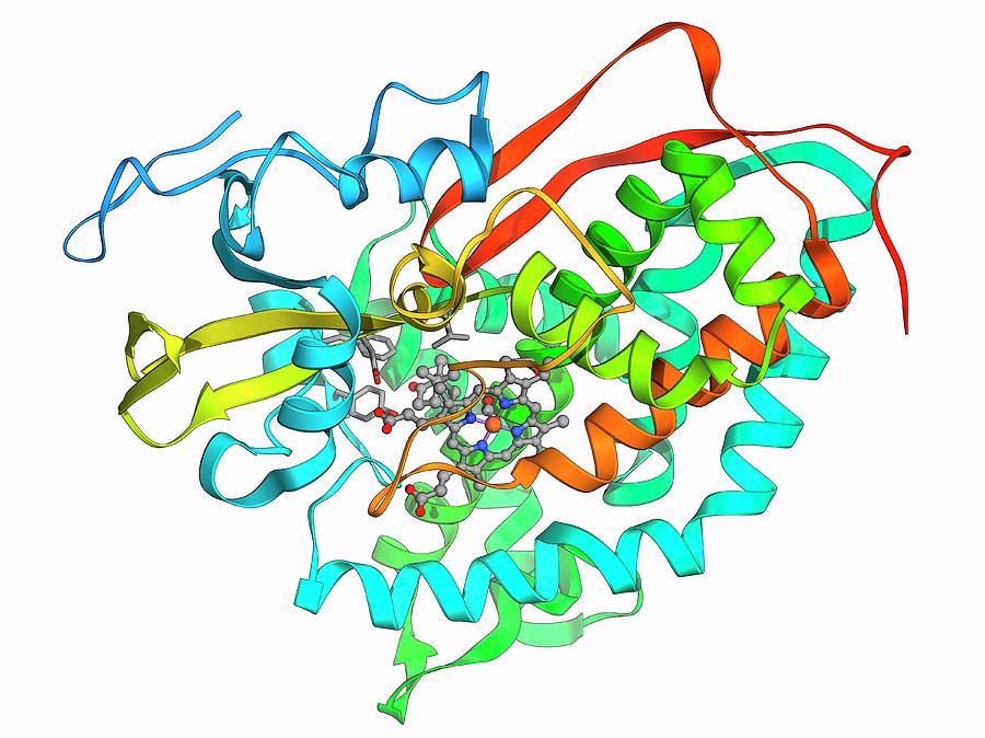 Cytochrome P450 Complex Photograph by Laguna Design/science Photo ...