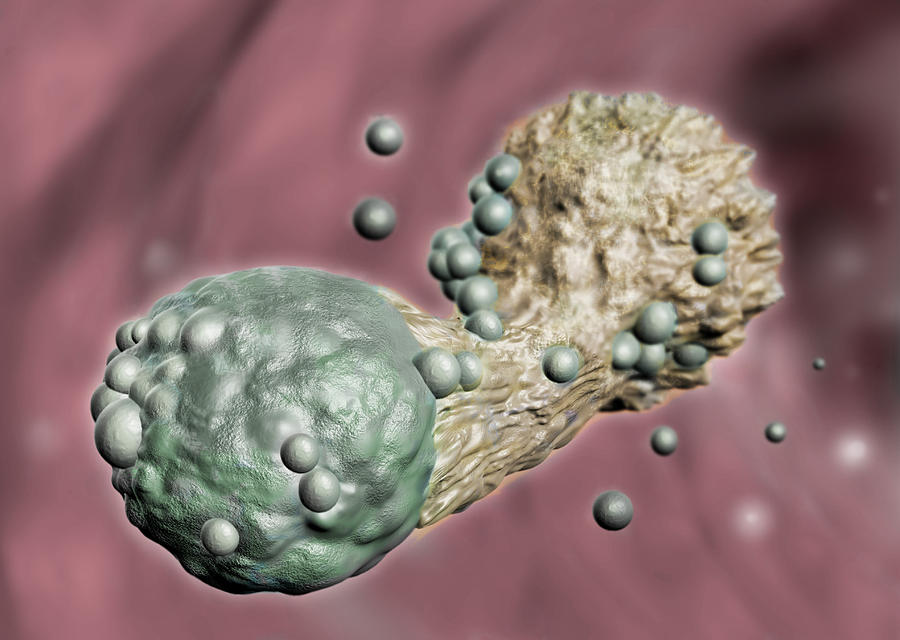 Cytotoxic T Cell Attacking Cancer Photograph by Spencer Sutton