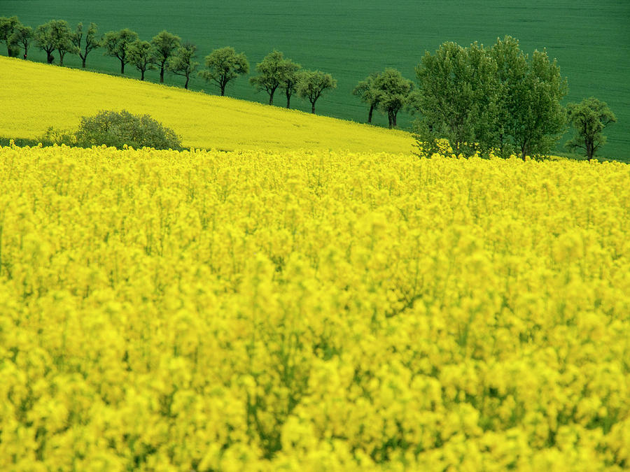 Spring Photograph - Czech Republic Trees And Canola Field by Julie Eggers