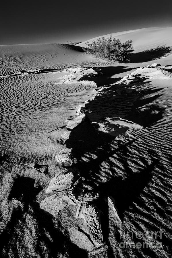 Desert Fossil Photograph by Charles Dobbs