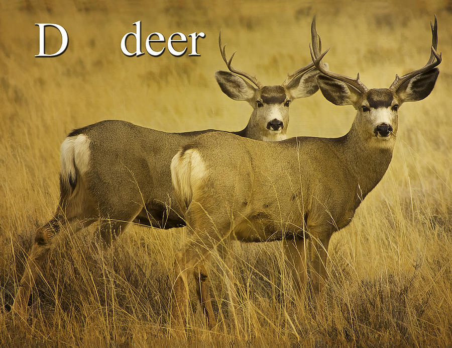D is for Deer Photograph by Priscilla Burgers