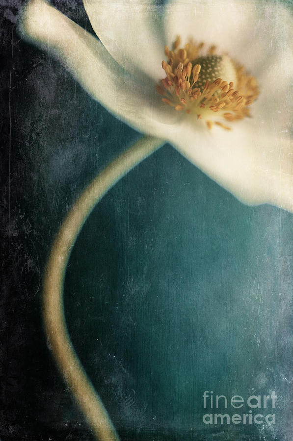Flower Photograph - Not her whole self by Priska Wettstein