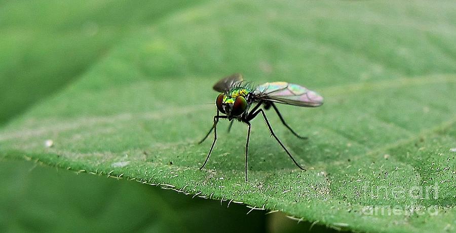 Da Little Fly Photograph by John King I I I - Fine Art America